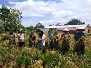 Kepala Desa Wayame bersama Bpk. Camat Teluk Ambon, Ketua TP PKK Desa Wayame, Danramil, Babinsa dan penyuluh dari Dinas Pertanian Melaksanakan kegiatan panen Padi Gogo bersama para petani di Dusun Kranjang